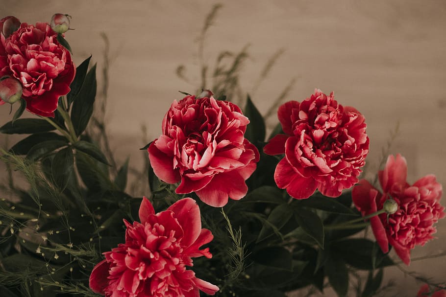 red petaled flowers, peony, foresty, dead, vase, nature, group HD wallpaper