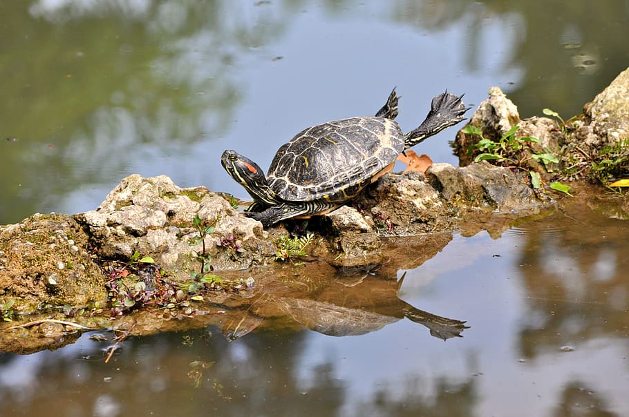 Stone turtle 1080P, 2K, 4K, 5K HD wallpapers free download | Wallpaper