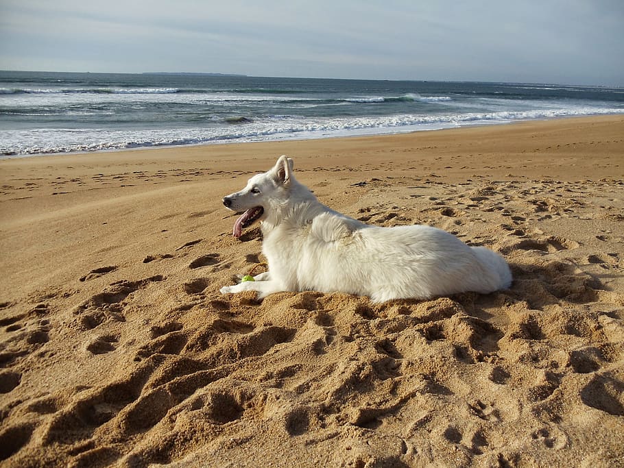 swiss white shepherd, dog, animals, sea, i wanted to live with animals, HD wallpaper