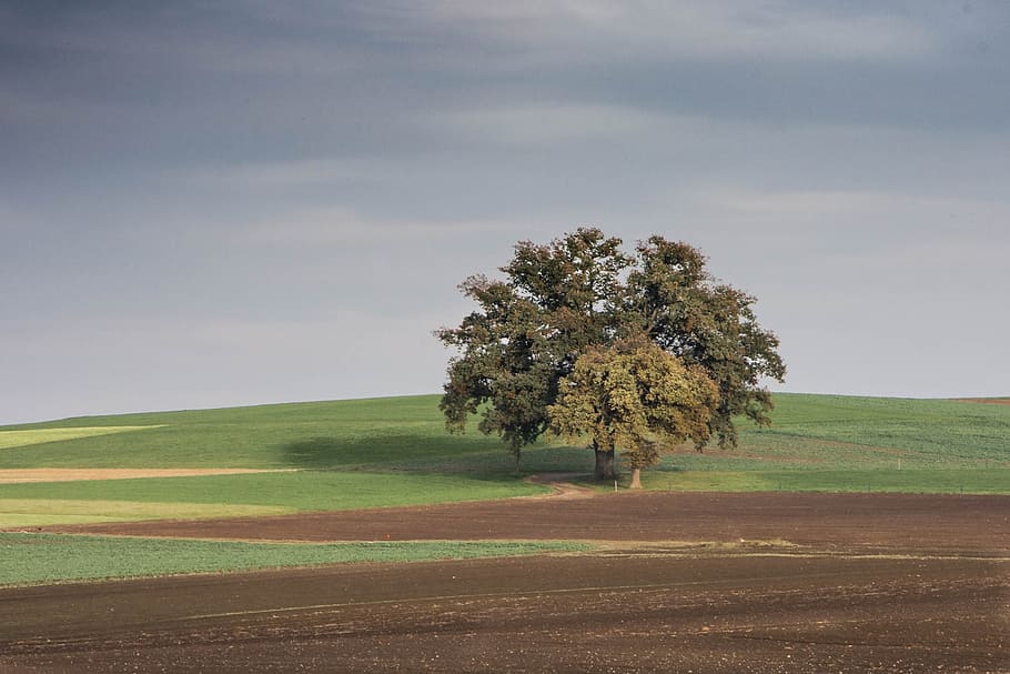 tree, landscape, nature, meadows, farm meadows, plant, field HD wallpaper