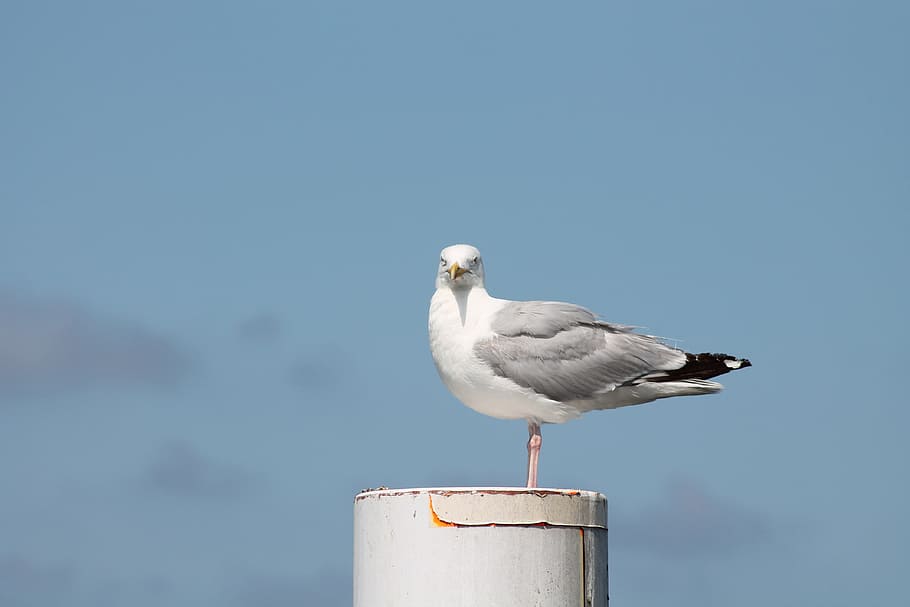 Gull, Bird, Animal, one animal, animal wildlife, day, blue HD wallpaper