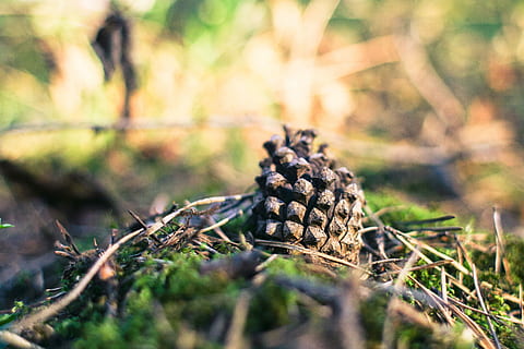 Pine Cone in Forest, nature, tree, coniferous Tree, season, pine Tree HD wallpaper