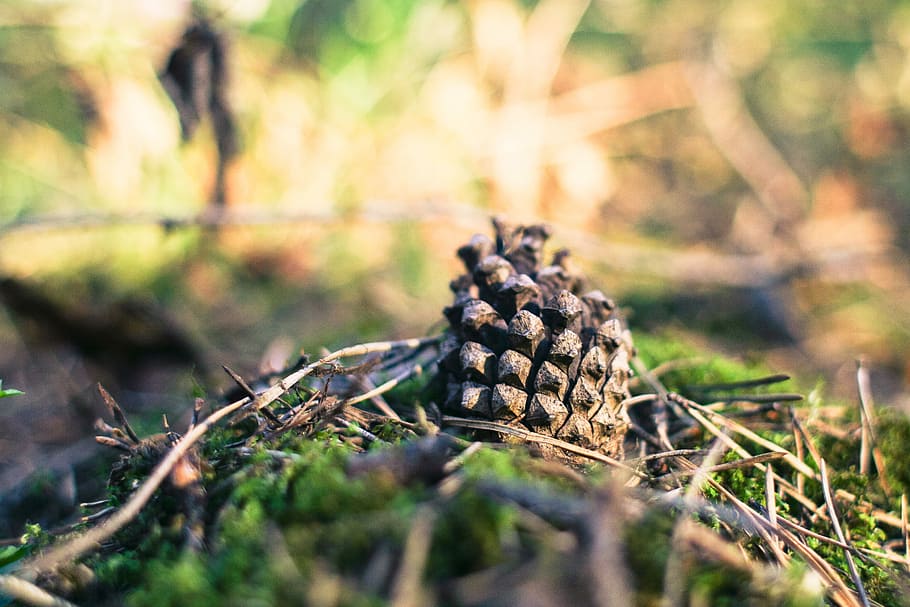 Pine Cone in Forest, nature, tree, coniferous Tree, season, pine Tree HD wallpaper