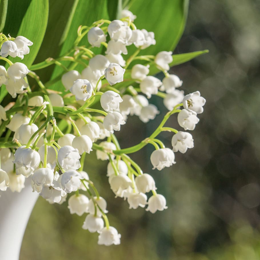 selective focus photography of white petaled flowers, Lily Of The Valley, HD wallpaper