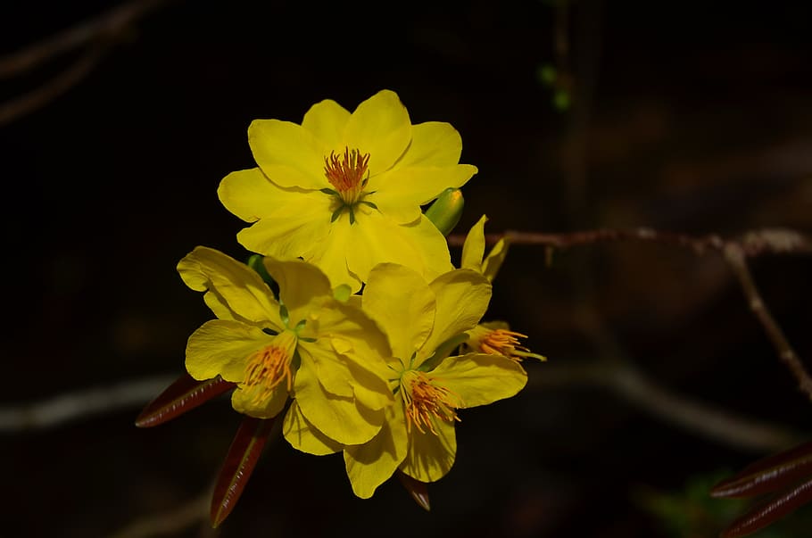 leopard, flower, pear, spring, the lunar new year, natural HD wallpaper