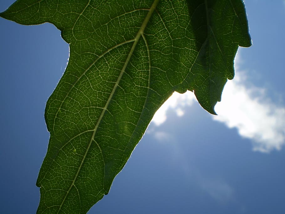 leaf, sky, cloud, shadow, nature, green Color, freshness, plant HD wallpaper