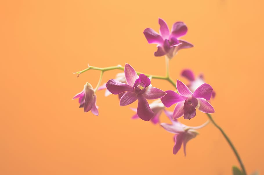 pink orchid, flowers, photography, purple, nature, orange, plant HD wallpaper