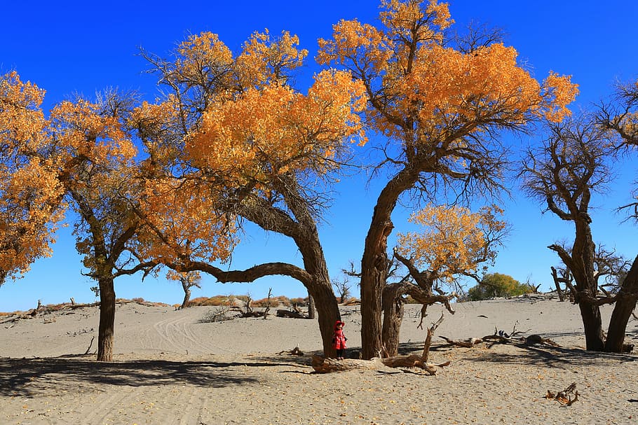 tree, nature, landscape, ejin, yellow leaves, plant, beauty in nature HD wallpaper