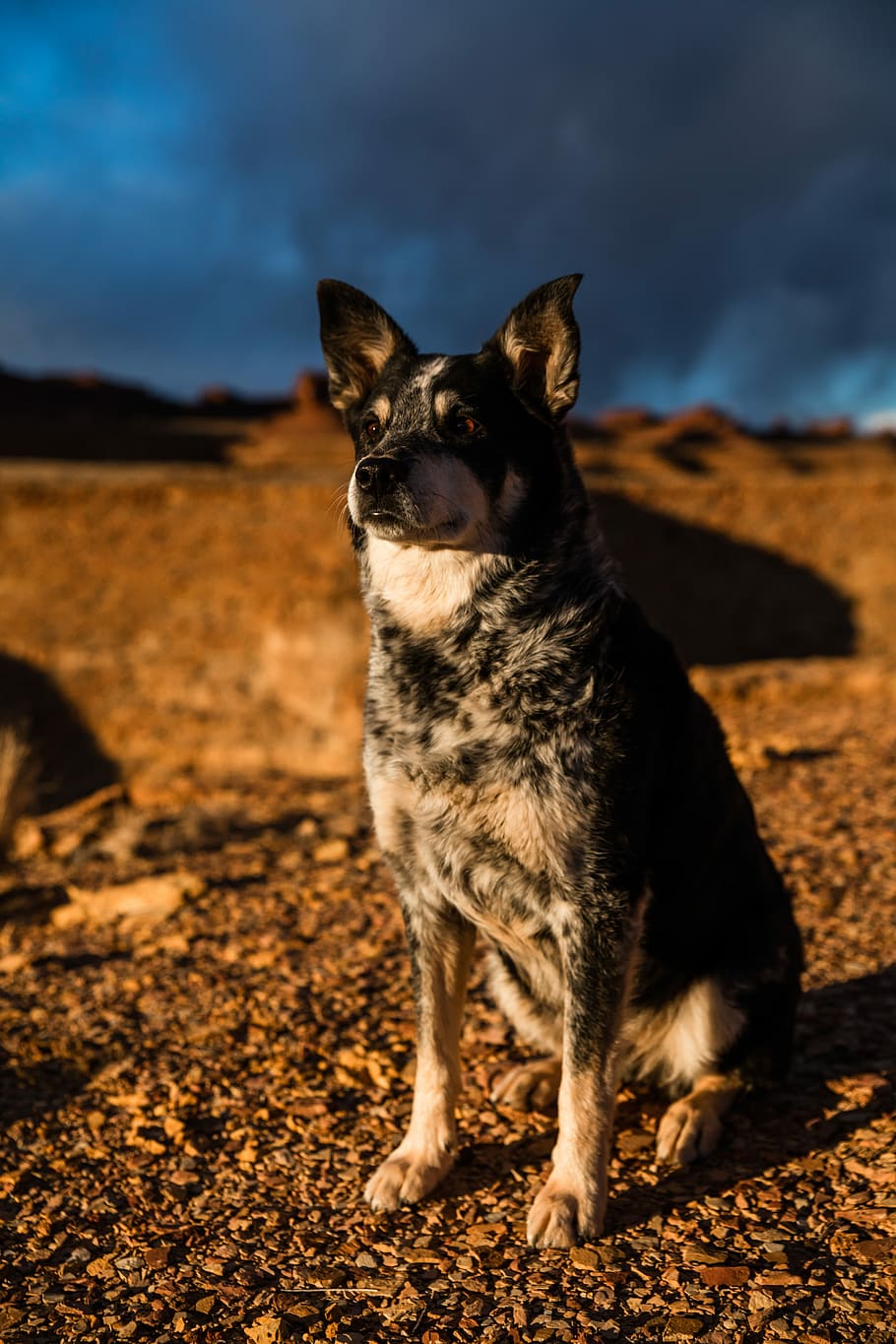 selective focus photography of sitting tan dog, selective focus photography of dog sitting on dirt