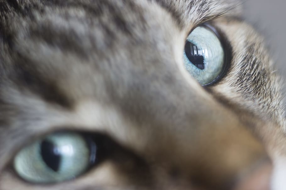 cat, eye, pets, cat looking, view, cat eyes, fluffy cat, cat person HD wallpaper