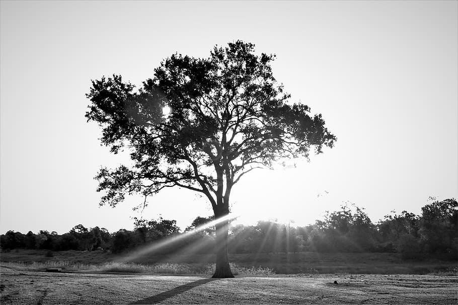 tree, sun light, landscape, nostalgic, sunlight, sunny, nature HD wallpaper