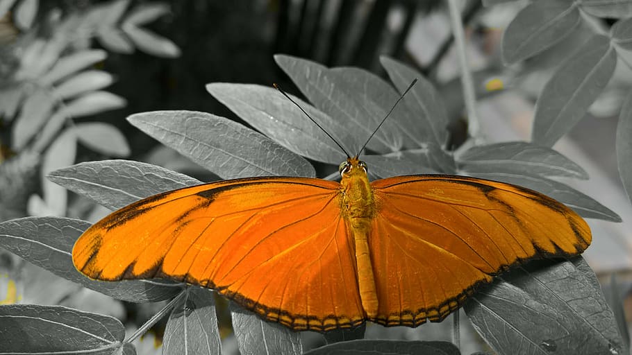 butterfly, orange, flowers, insect, butterfly - insect, animal wing HD wallpaper