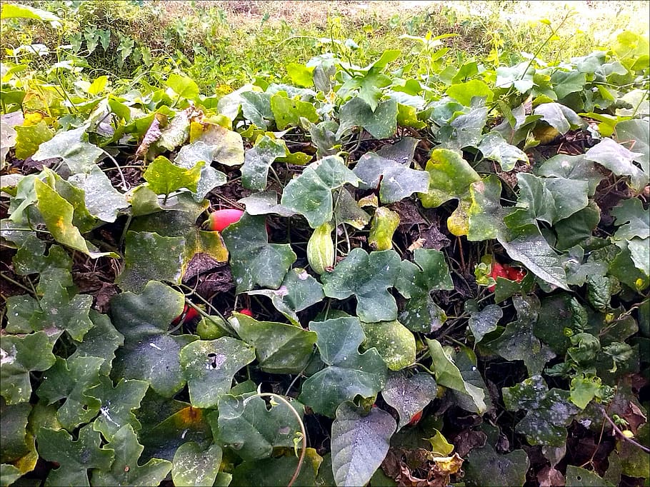 garden, vegetable, fresh, cucumbers, green, red, growth, leaf HD wallpaper