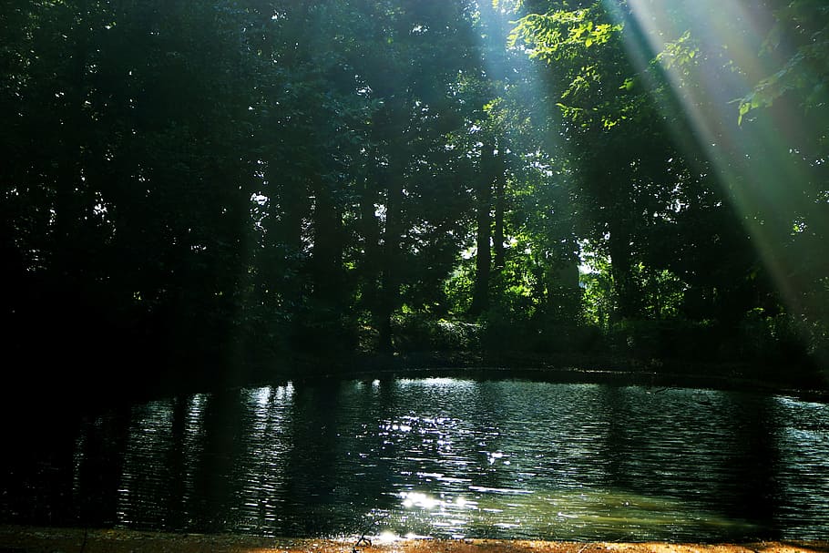 Forest, Water, Rays, Nature, Landscape, lake, reflection, tree HD wallpaper
