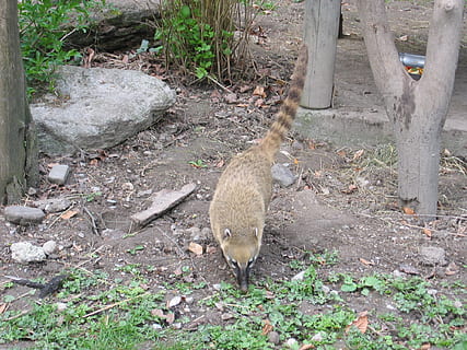 coati, predator, creature, bear, zoo, animal themes, vertebrate HD wallpaper