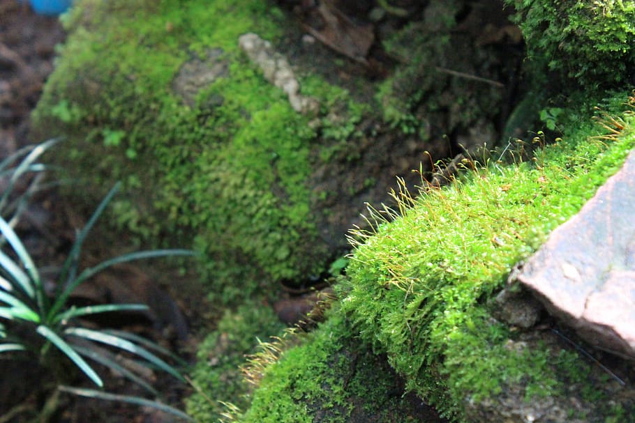 moss, stairs, natural, plant, growth, green color, tree, forest HD wallpaper