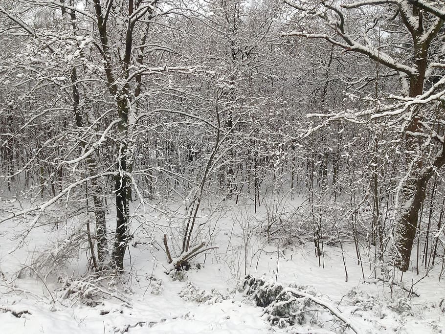 snow, forest, snow landscape, winter, holland, netherlands HD wallpaper
