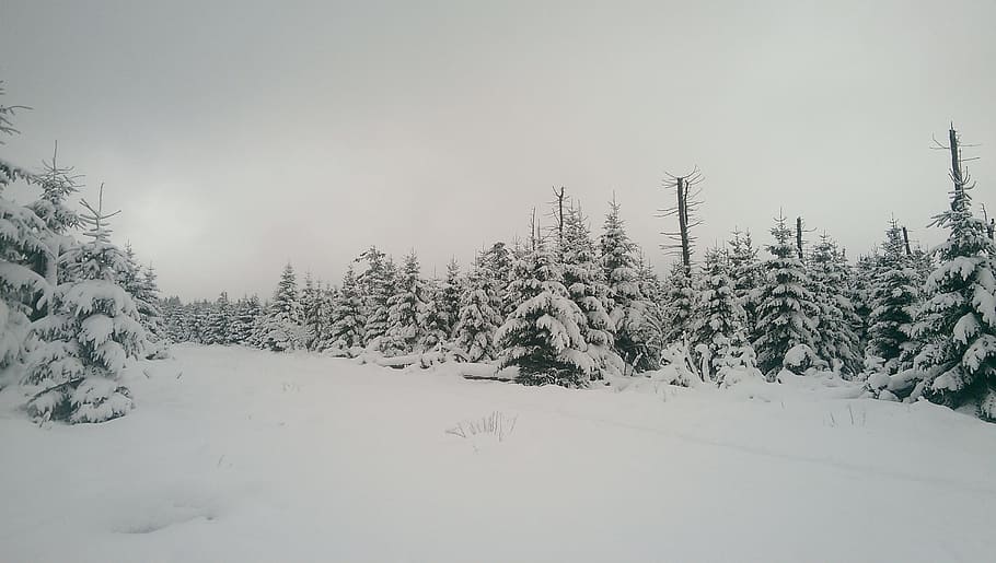 Snow, Forest, White, Winter, cold temperature, tree, nature HD wallpaper