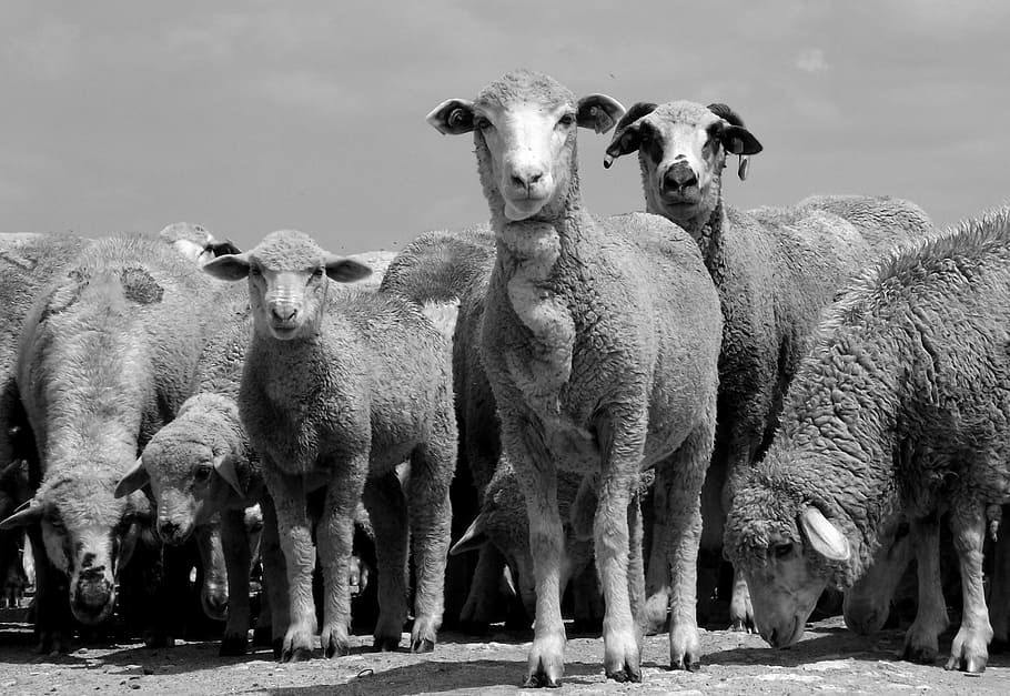 sheep, the flock, pet, animal, animal themes, group of animals HD wallpaper