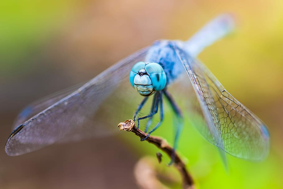 closeup photography of blue dragonfly, macro photography of blue-eyed skimmer perched on brown stem HD wallpaper