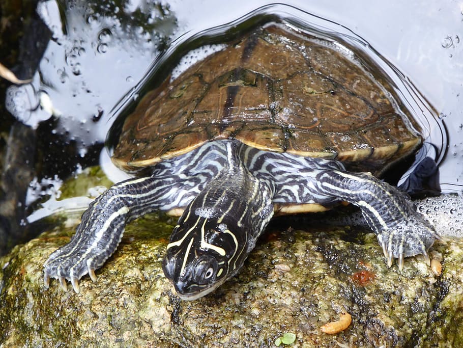 Water Turtle, Water Surface, Panzer, reptile, animal, on the water HD wallpaper