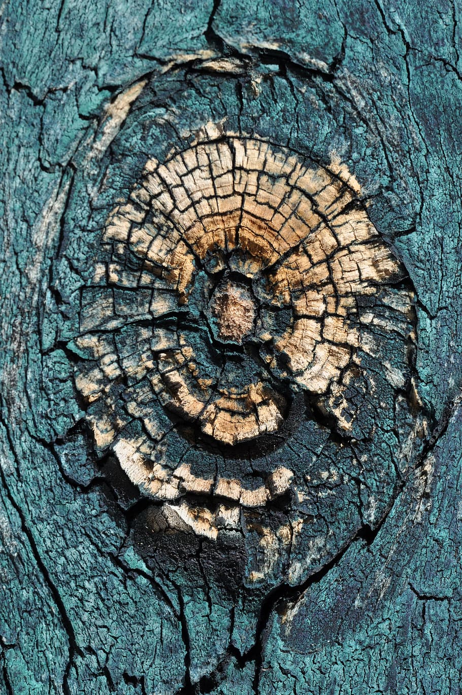 Macro, Wood, Branch, Close, Structure, tree, grooves, nature HD wallpaper