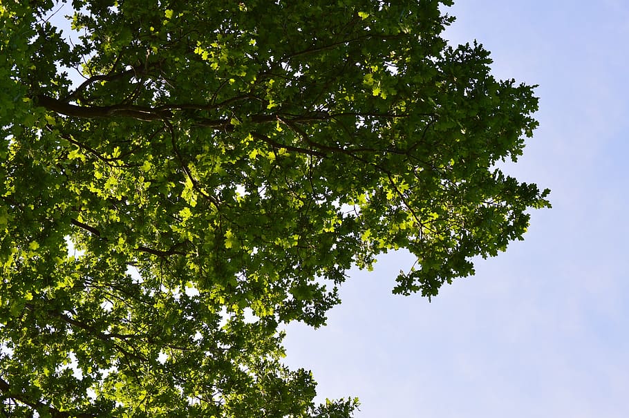 tree, green, leaves, blue, sky, nature, leaf, environment, summer HD wallpaper