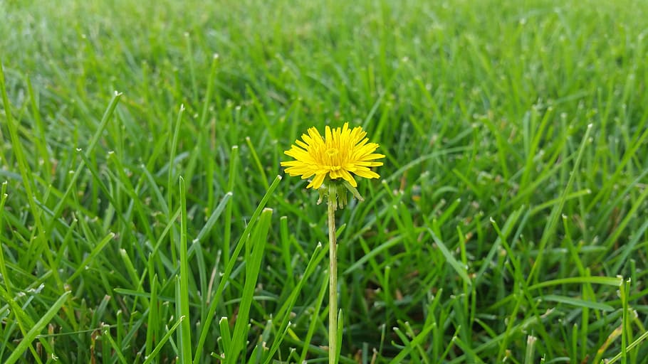 dandelion, grass, background, beautiful, beauty, blossom, color HD wallpaper
