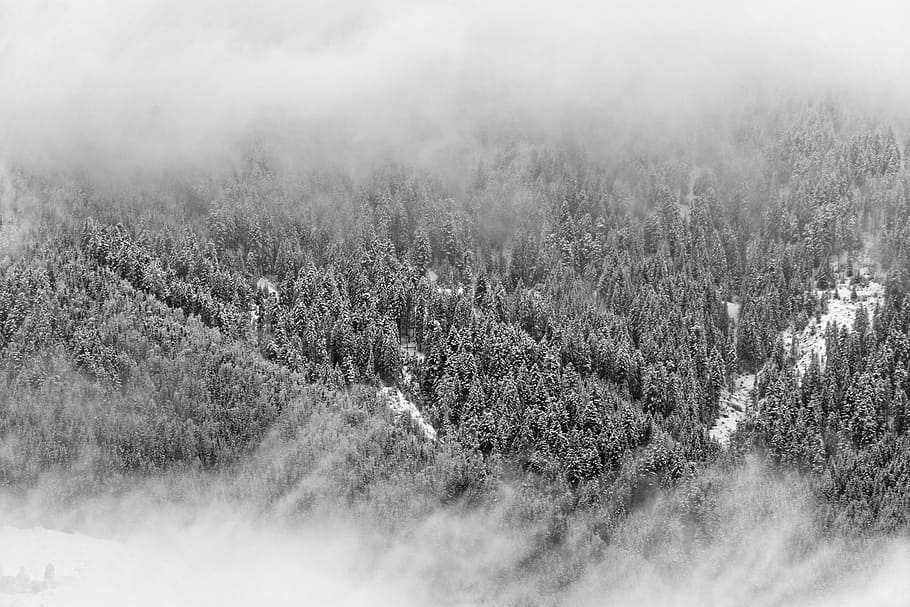 gray scale photo of trees in bird's eye view, trees covered with snow HD wallpaper