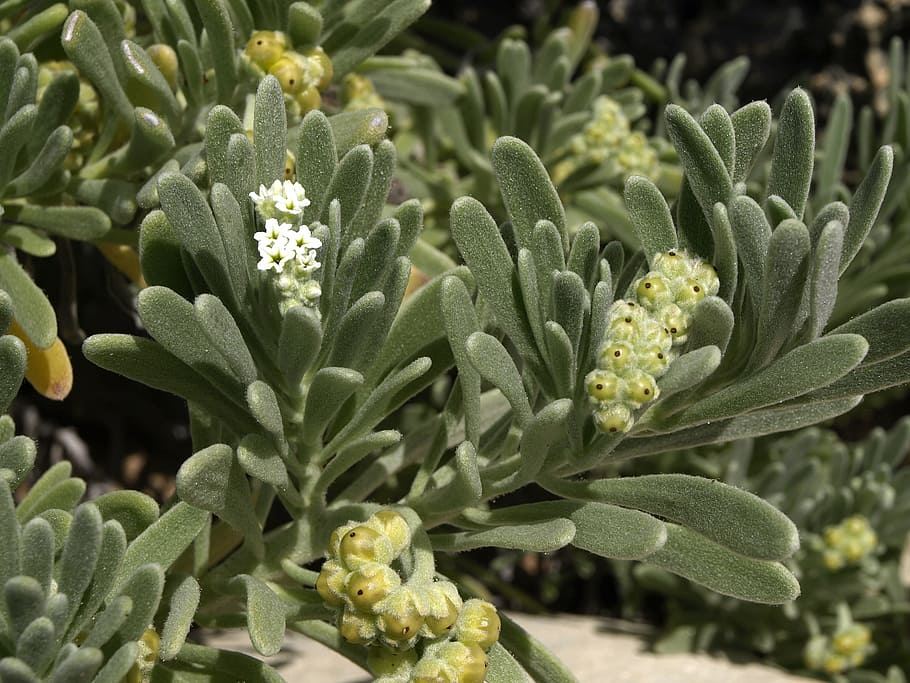 Plant, Small, Silvery, Flowers, green, white, thick sheet greenhouse HD wallpaper