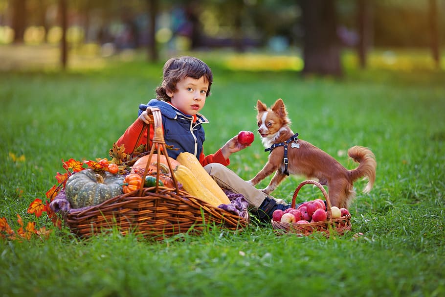 long-coated tan and white Chihuahua puppy standing near boy holding red apple fruit while sitting on grass at daytime