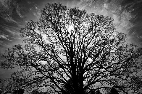 silhouette photo of leafless tree, outline, sky, black, white HD wallpaper