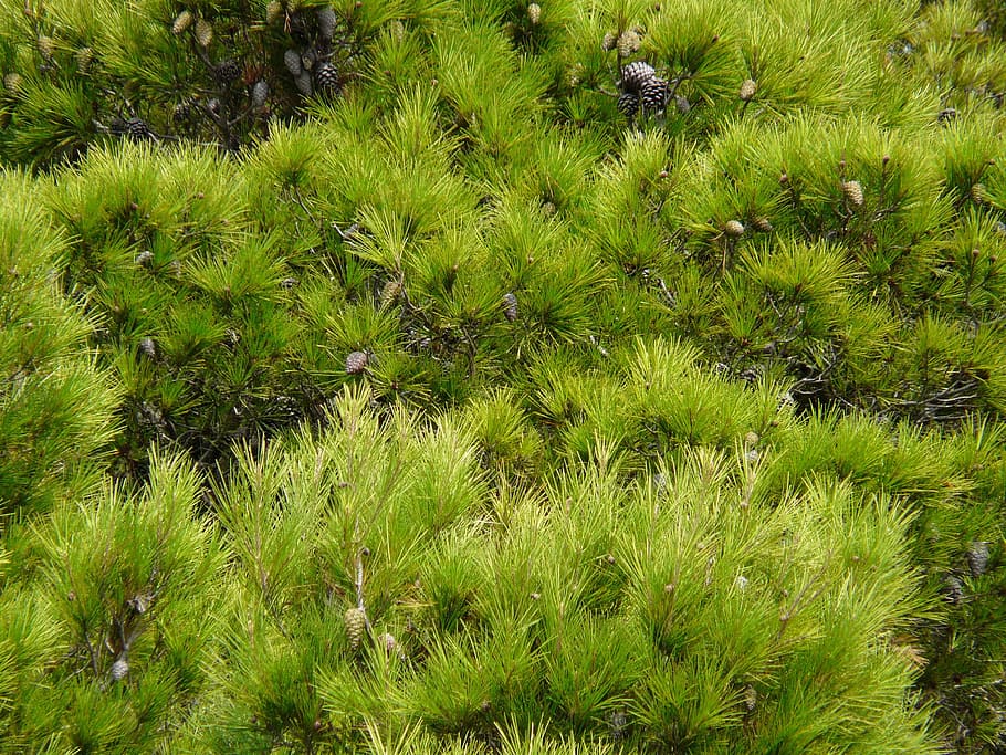pine, tree, needles, green, plant, growth, green color, beauty in nature HD wallpaper