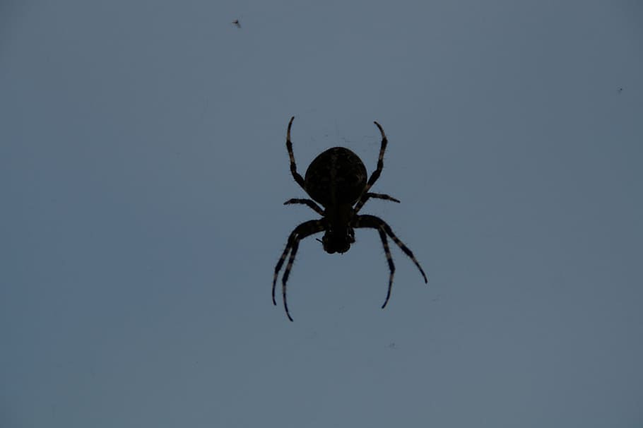spider, spider with prey, creepy, threatening, lurking, animal themes