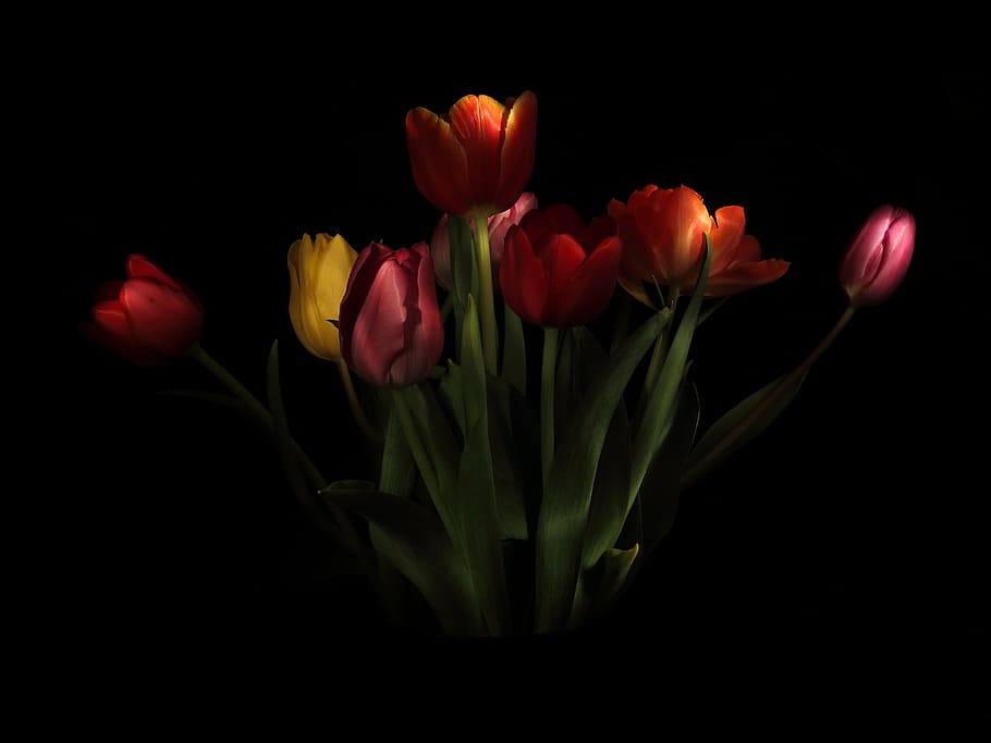 photo of red, orange, and yellow tulips, strauss, vase, onion, HD wallpaper