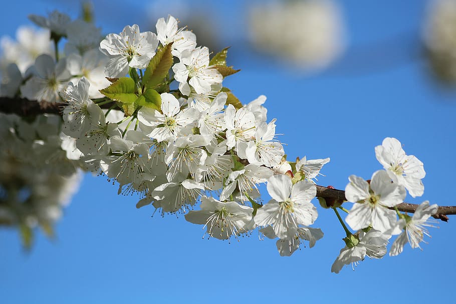 cherry, fruit tree, spring, white flower, branch, flowering plant HD wallpaper