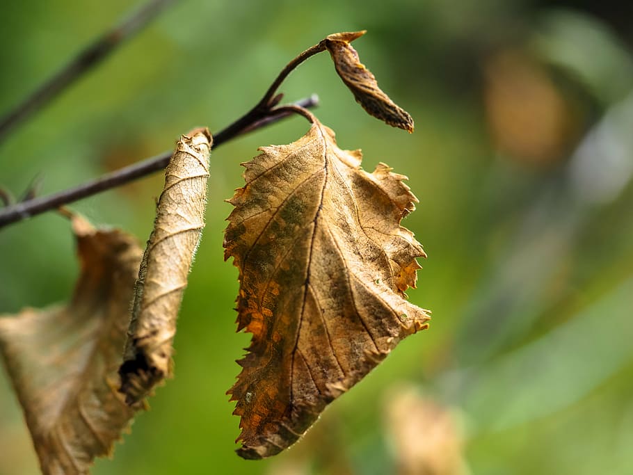 withered, leaves, dry, brown, fall foliage, nature, branch HD wallpaper