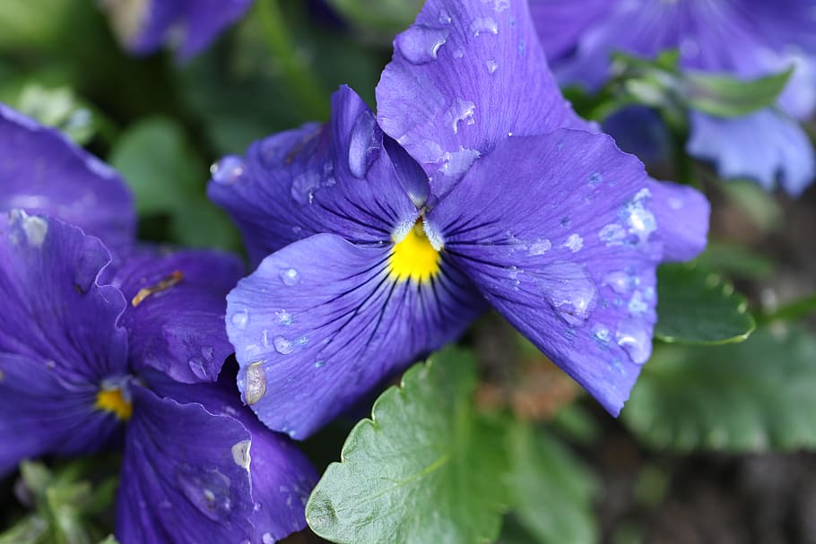 pansy, blue, flower, spring, blue flower, macro, nature, blue violet HD wallpaper