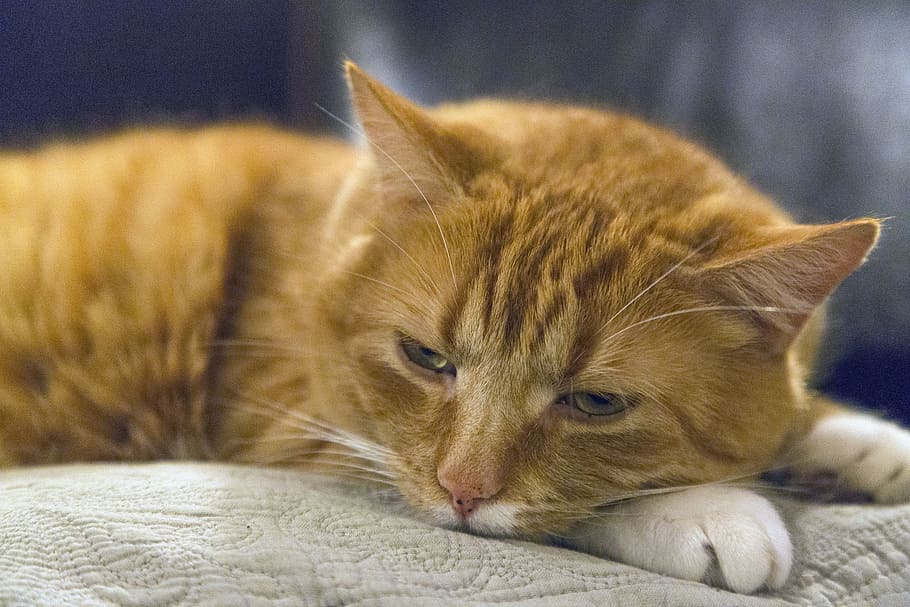 sleepy, cat, kitty, kitten, house, animal, domestic cat, feline HD wallpaper