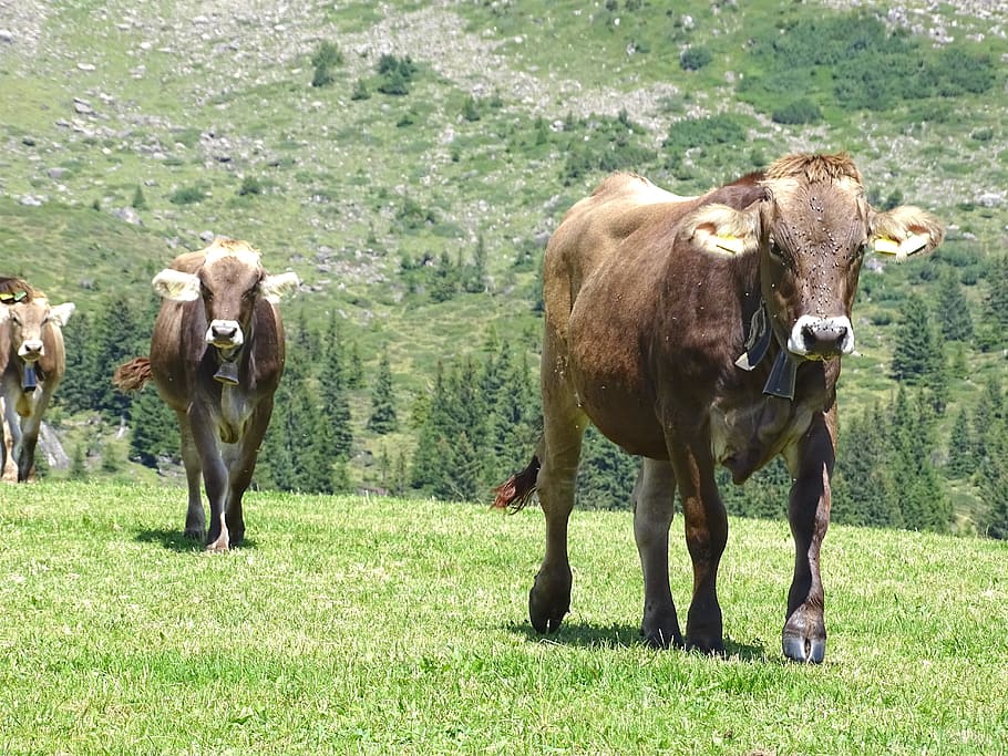 cows, cattle, alp, nature, meadow, alm, agriculture, livestock HD wallpaper