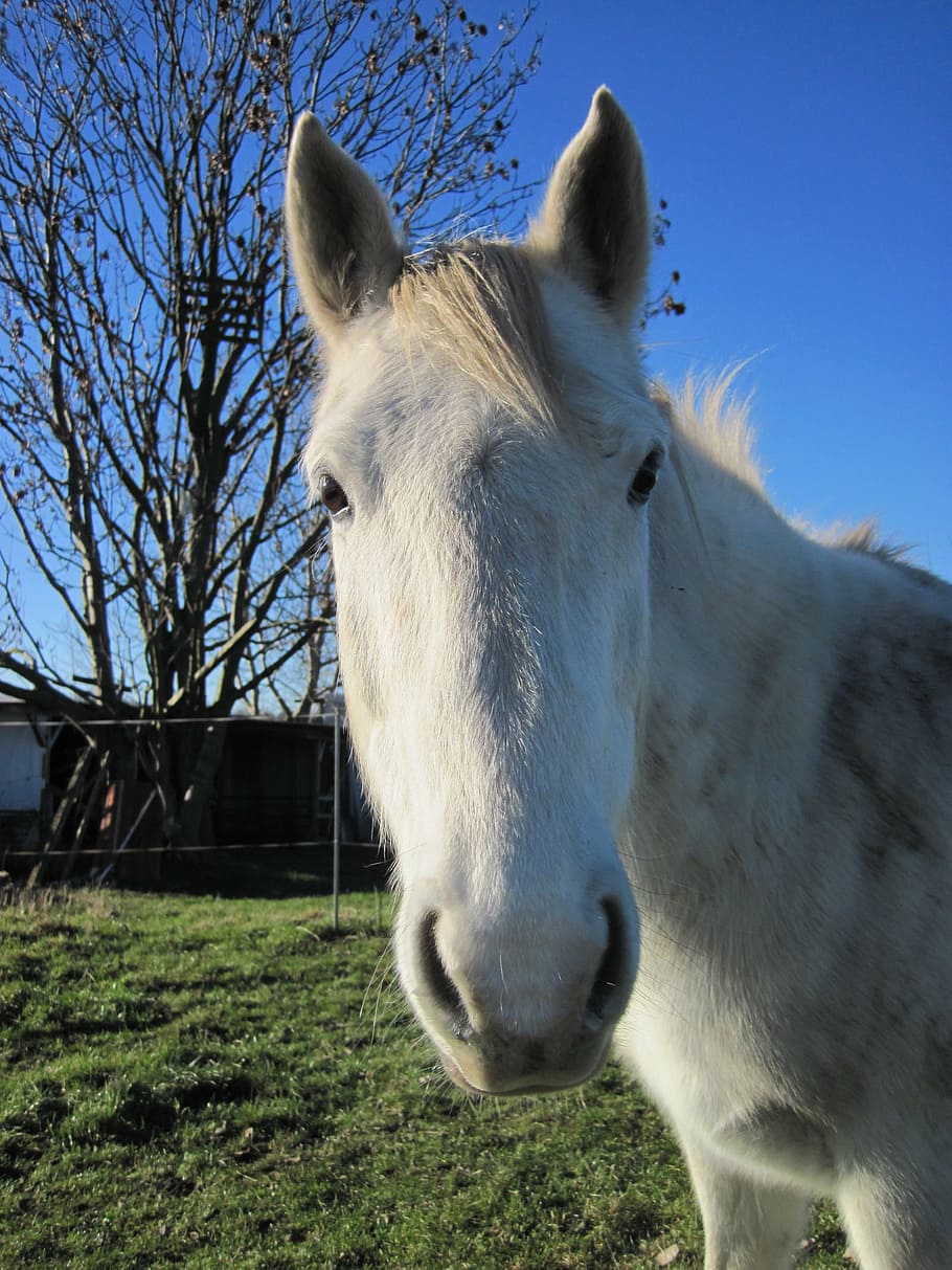 pony, mold, white, coupling, curious, attention, horse head HD wallpaper