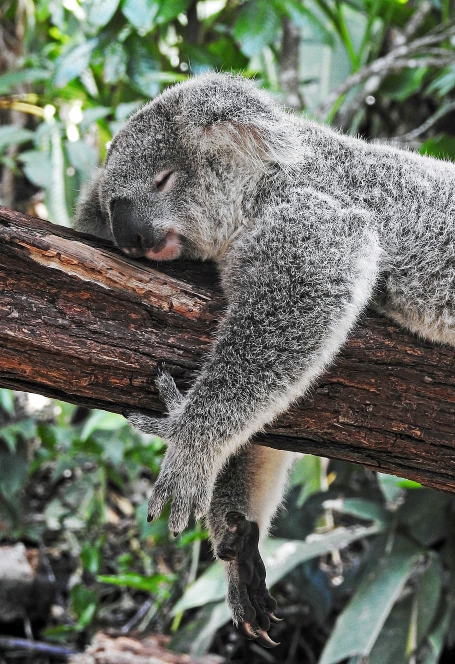 koala bear sleeping on tree, koala sleeping on tree branch, marsupial