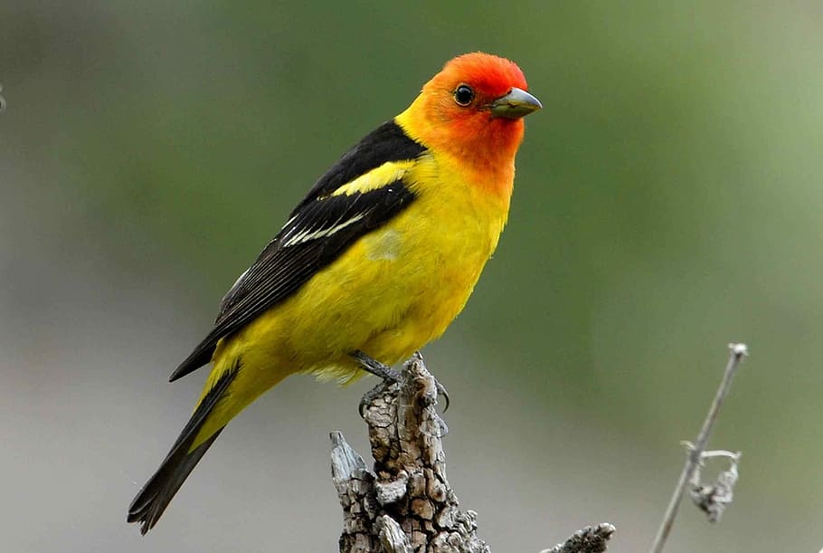 Branch, Perches, Western, Colorful, tanager, birds, animals