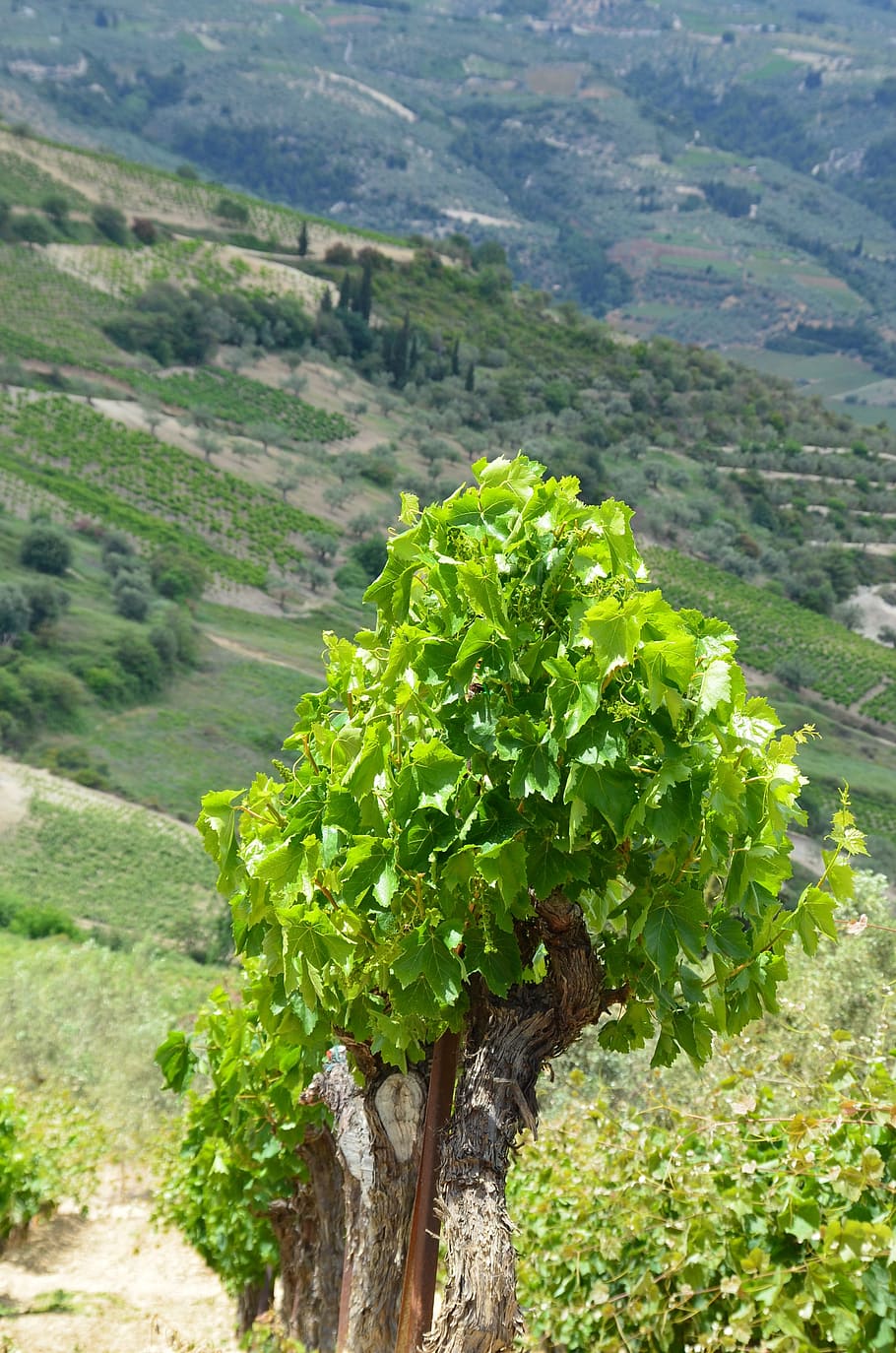 vineyard, wine, nature, growth, green color, plant, beauty in nature HD wallpaper