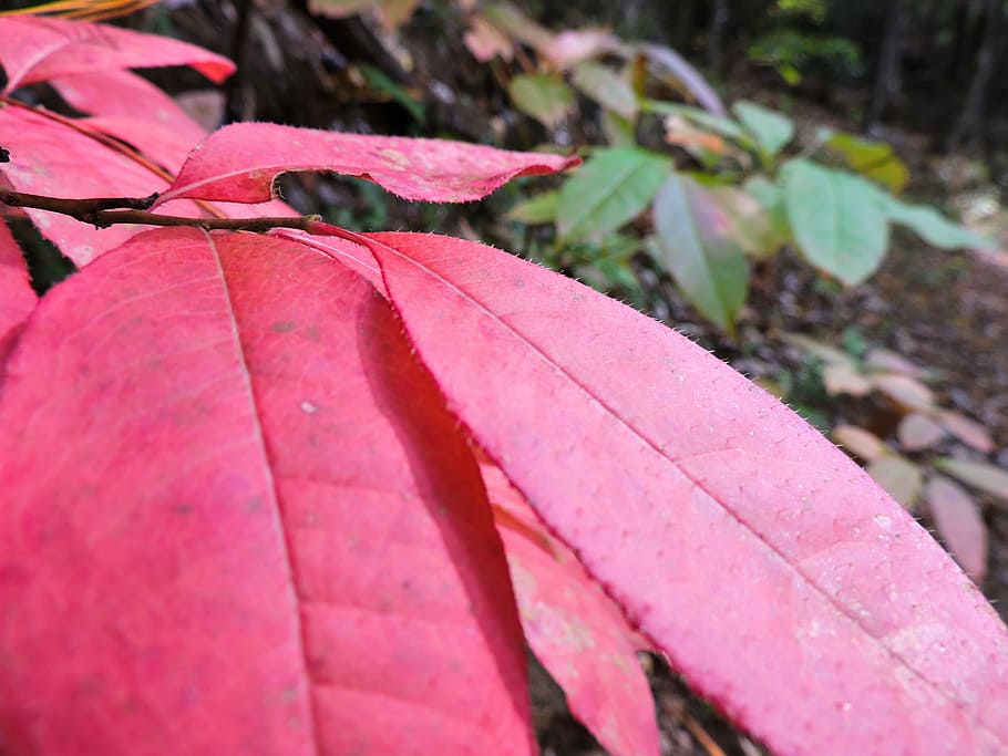 nature, leaf, leaves, red, green, close up, forest, plant, pink color HD wallpaper