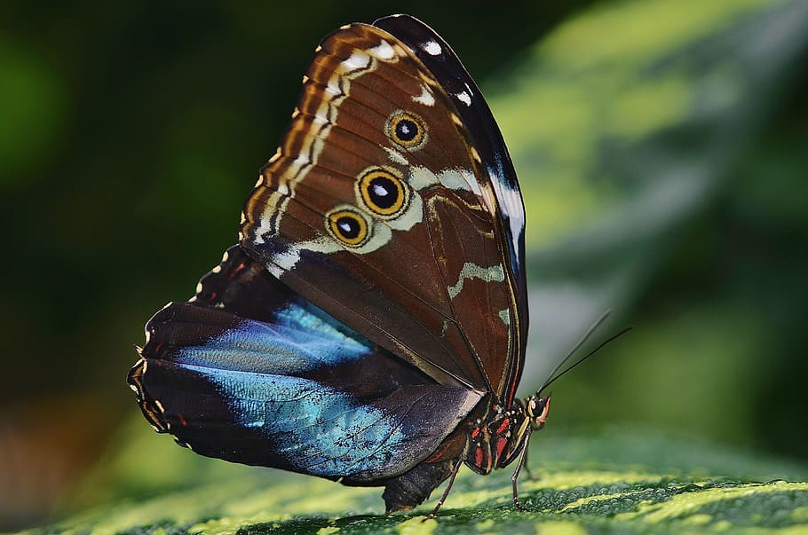 HD wallpaper: Morpho butterfly perched on green leaf, peleides ...