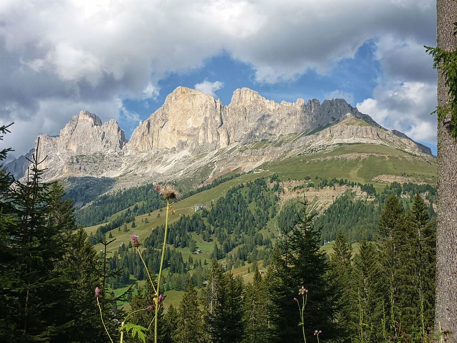 dolomites, trees, mountain, forest, landscape, evergreen, nature HD wallpaper