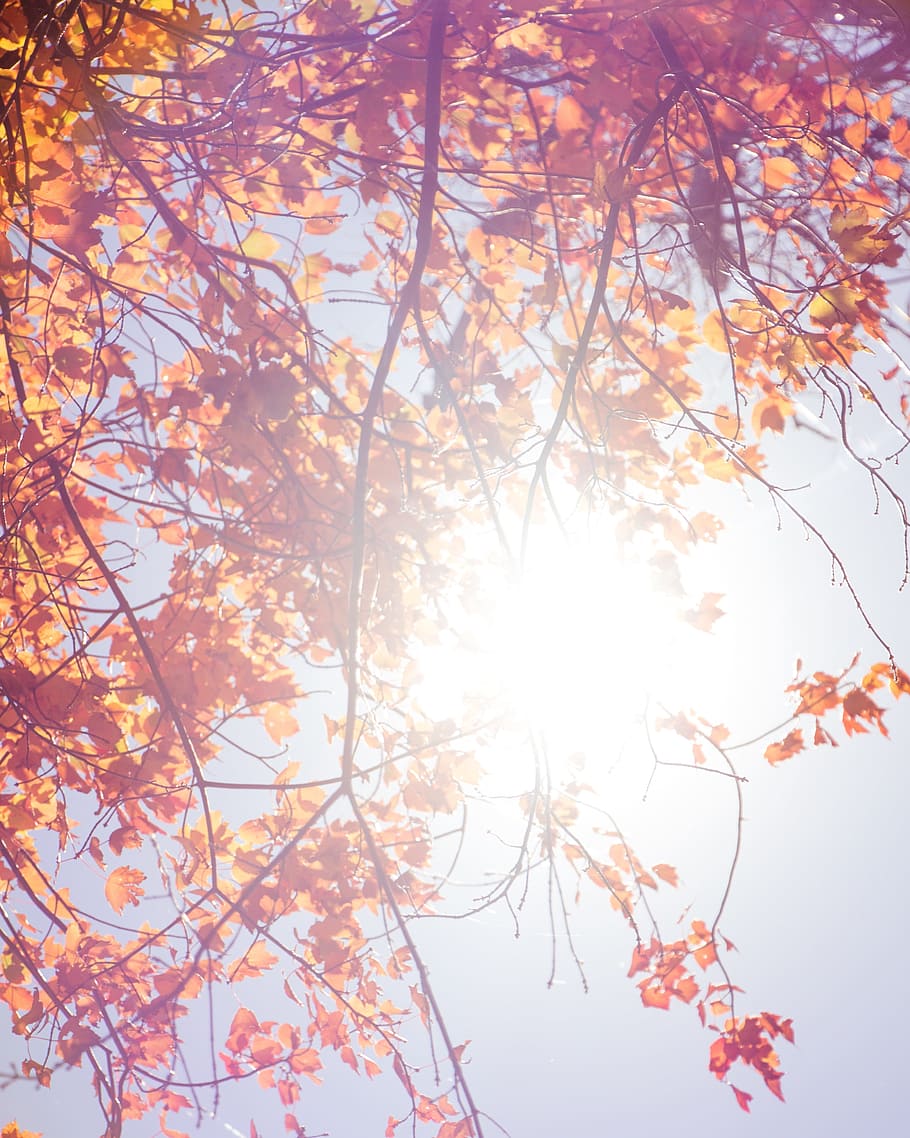 sunrise, sunlight, sunshine, tree, leaves, branch, plant, sky HD wallpaper
