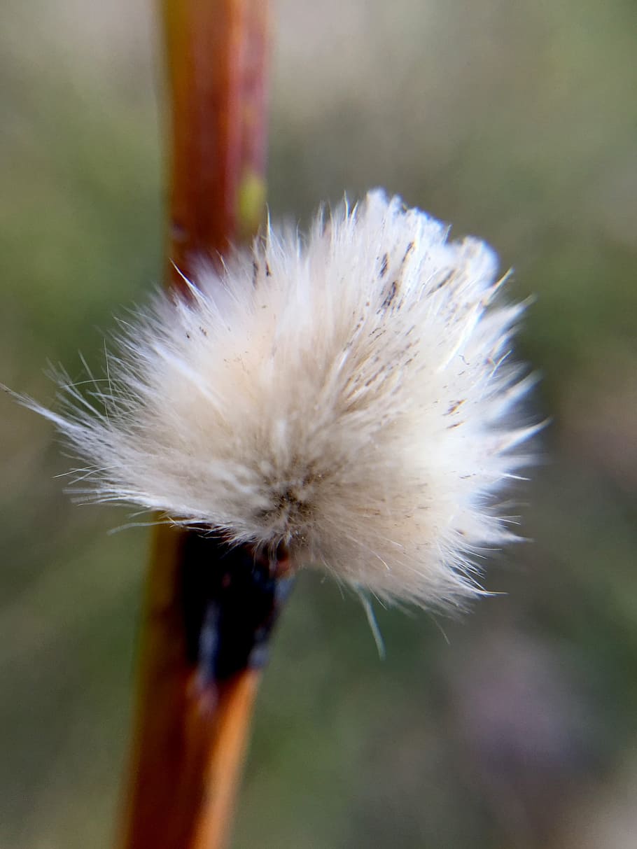 sallow, flower, spring, our characters, osier, fragility, vulnerability HD wallpaper