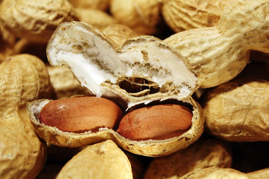 brown peanuts, snack, nutrition, healthy, nibble, decoration, HD wallpaper